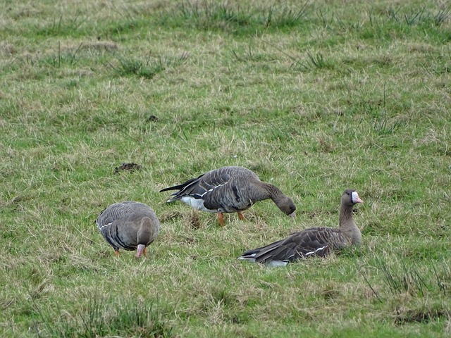 王大雷出击失误被红牌罚下 十人泰山0-0河南.